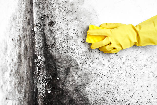 Best Mold Remediation  in Roseville, CA