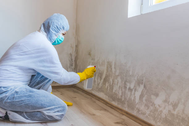 Home Mold Removal in Roseville, CA