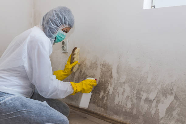 Best Attic Mold Removal  in Roseville, CA