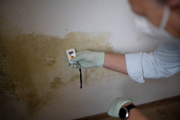 Best Black Mold Removal  in Roseville, CA