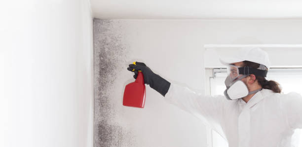Best Certified Mold Removal  in Roseville, CA