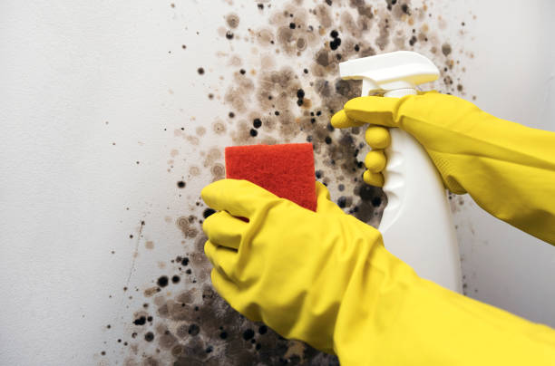 Best Toxic Mold Removal  in Roseville, CA