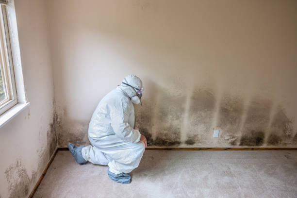 Best Mold Cleaning Services  in Roseville, CA