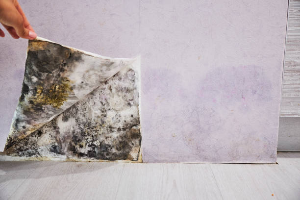Best Water Damage Restoration  in Roseville, CA